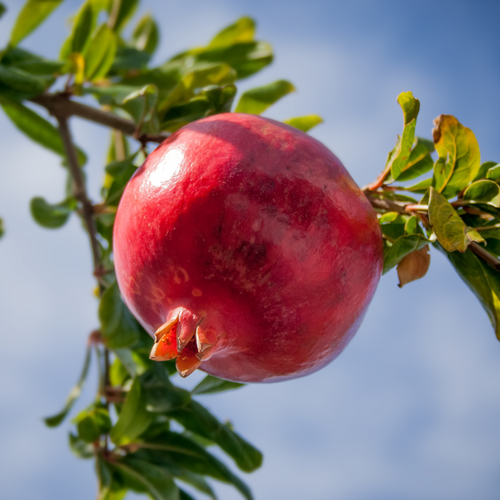 Pomegranate