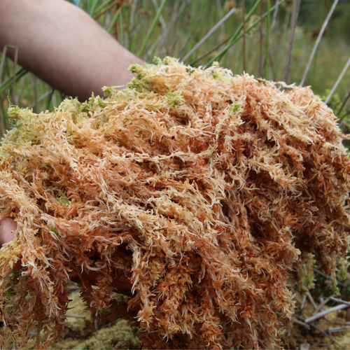 Sea  Moss