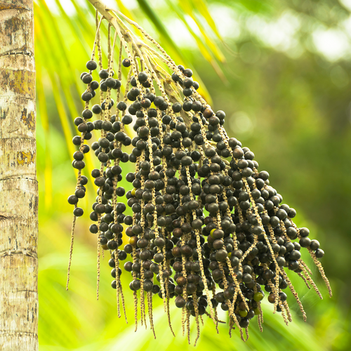 Açaí