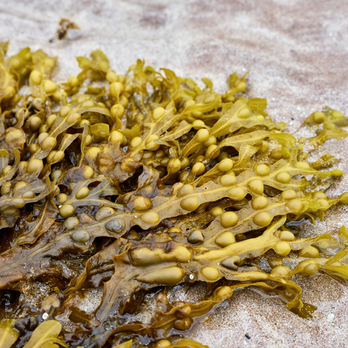 Organic Bladderwrack