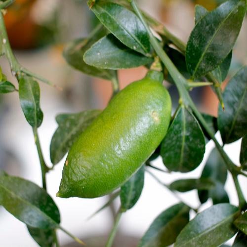 Finger lime